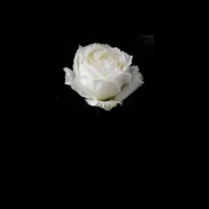 Sibel